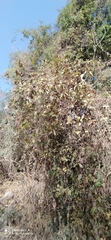 Cnicothamnus lorentzii