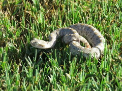 Crotalus cerastes