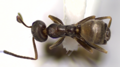 Forelius pruinosus