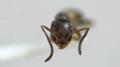 Forelius pruinosus