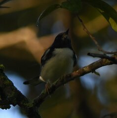 Setophaga caerulescens