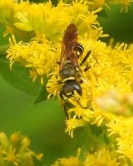 Philanthus solivagus