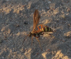 Poecilopompilus interruptus