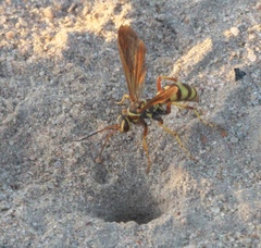 Poecilopompilus interruptus