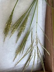 Bothriochloa ischaemum