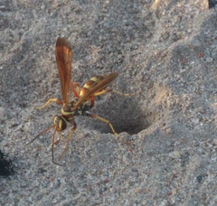 Poecilopompilus interruptus