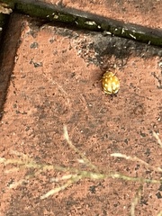 Coccinellinae