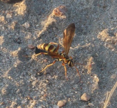 Poecilopompilus interruptus