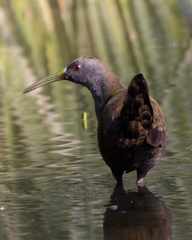 Pardirallus sanguinolentus