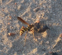 Poecilopompilus interruptus
