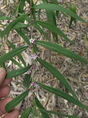 Myoporum bateae