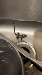 Leiocephalus carinatus