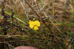 Gompholobium pinnatum