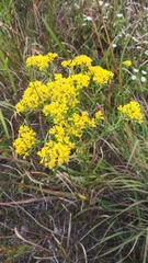 Solidago ohioensis