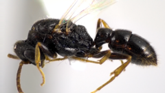 Stigmatomma pallipes