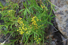 Artemisia inaequifolia