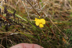 Gompholobium pinnatum