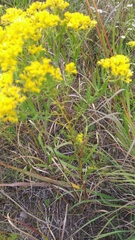 Solidago ohioensis