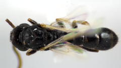 Stigmatomma pallipes