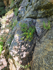 Artemisia inaequifolia