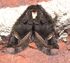 Homophoberia apicosa