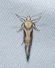 Aristotelia roseosuffusella