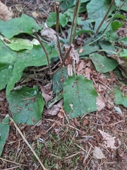 Hieracium murorum