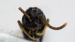 Stigmatomma pallipes