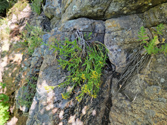 Artemisia inaequifolia