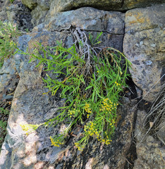 Artemisia inaequifolia