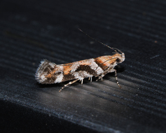 Aristotelia roseosuffusella