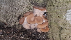 Lentinellus cochleatus