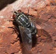Brachycera