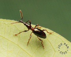 Cylas formicarius