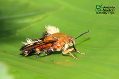 Sesiidae