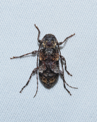 Pseudastylopsis pini