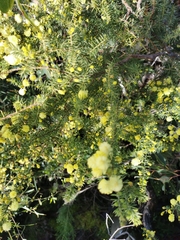 Acacia