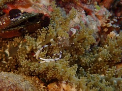 Ancylomenes venustus