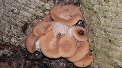 Lentinellus cochleatus