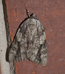 Catocala maestosa
