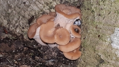 Lentinellus cochleatus