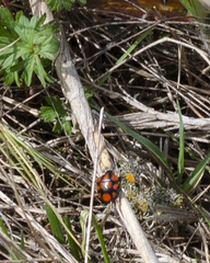 Stiretrus decastigmus