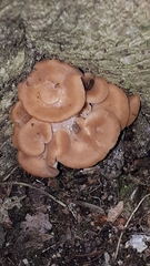 Lentinellus cochleatus