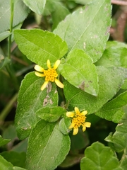 Calyptocarpus
