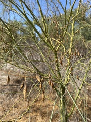 Parkinsonia aculeata