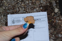 Craterellus tubaeformis