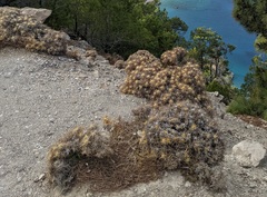 Carlina tragacanthifolia