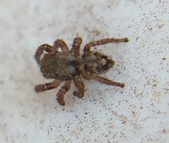 Habronattus coecatus