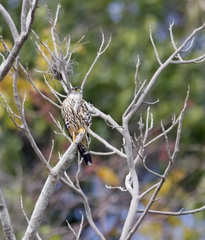 Falco columbarius