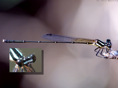 Nososticta liveringa